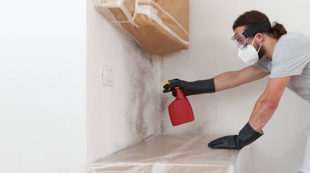 Professional Attic Mold Remediation technician working in Lemont, PA